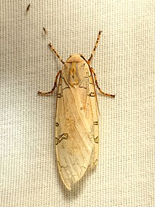 Davis 'Tussock Moth (37213359191) .jpg