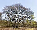 Grillig gevormde Eik (Quercus).