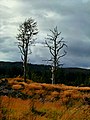 Dead Trees - panoramio.jpg