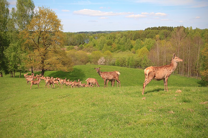 File:Deer Farm, Kosewo - panoramio (1).jpg