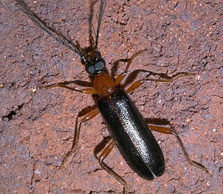 <i>Dendroides</i> Genus of beetles