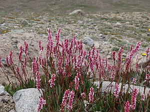 Parco Nazionale Di Deosai: Etimologia, Territorio, Flora