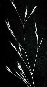 Thumbnail for Deschampsia danthonioides