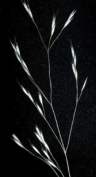 <i>Deschampsia danthonioides</i> Species of flowering plant