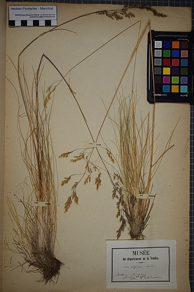 File:Deschampsia setacea herbarium (01).jpg