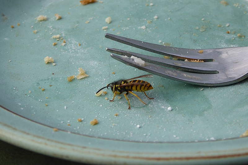 File:Dessert insect (14930409169).jpg