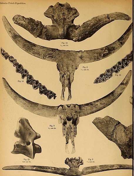 File:Die Pithecanthropus-Schichten auf Java. Geologische und paläontologische Ergebnisse der Trinil-Expedition (1907 und 1908), ausgeführt mit Unterstützung der Akademischen Jubiläumsstiftung der Stadt (20941800495).jpg