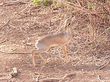 Dik dik - Tanzanie