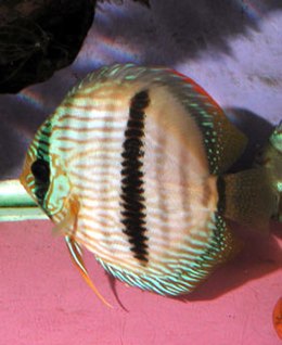 Paprastasis diskas (Symphysodon discus)