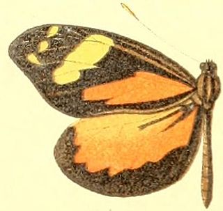 <i>Dismorphia cubana</i> Species of butterfly