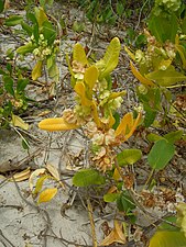 Dodonaea viscosa