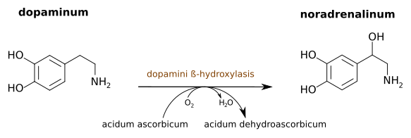 Dopaminum convertitur in noradrenalinum ope enzymi dopamini β-hydroxylasis. Acidum ascorbicum (vitaminum C) est cofactor.