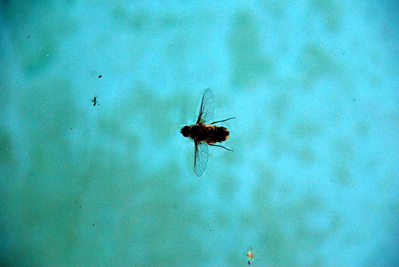 File:Drowned Insect 6 2012-07-28.jpg