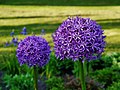 * Nomination Allium aflatunense/Persian Onion at the Shore of the Druskonis, Druskininkai, Lithuania --Zairon 17:17, 18 April 2020 (UTC) * Promotion Good quality -- Spurzem 17:40, 18 April 2020 (UTC)