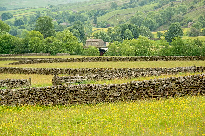 File:Dry stone fences in the Yorkshire Dales, England.jpg