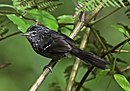 aves De Argentina