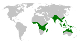 Description de l'image Drynaria distribution map.png.