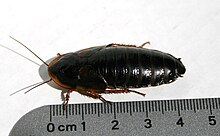 Dubia-cockroach-female-near-ruler.jpg