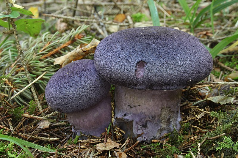 File:Dunkelviolette Schleierling Cortinarius violaceus pic1.jpg