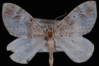 <i>Dysstroma mancipata</i> Species of moth