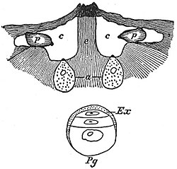 EB1911 Gymnosperms - Ginkgo - ovule and pollen grain.jpg