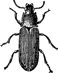 image EB 1911 Flour Beetle.png