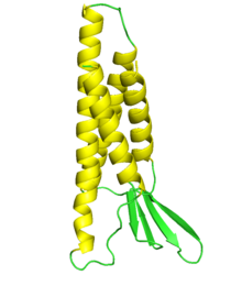 The EMP3 structure based on the 163-amino acid sequence. Four yellow helices represent four transmembrane domains. EMP3.png