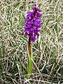 Early Purple Orchid - geograph.org.uk - 2934183.jpg