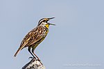 Thumbnail for File:Eastern Meadowlark (8634451300).jpg