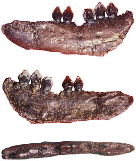 <i>Echinodon</i> genus of reptiles (fossil)