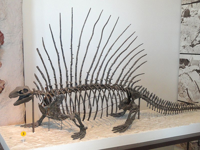 File:Edaphosaurus boanerges - AMNH - DSC06319.JPG