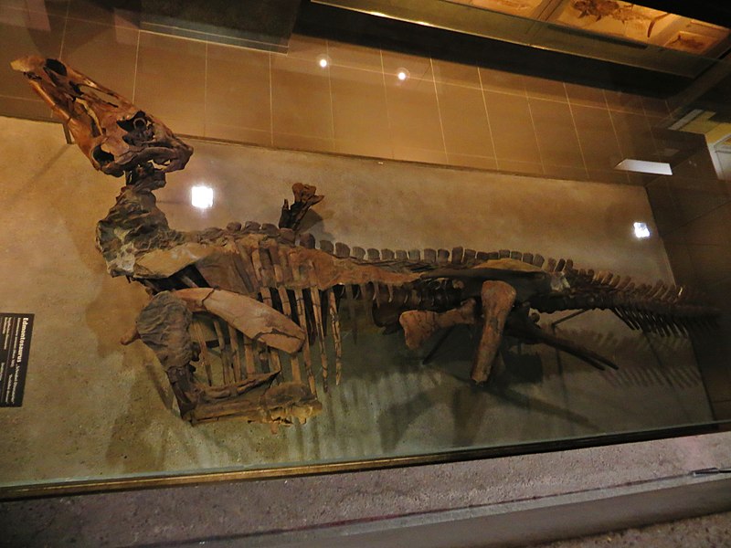 File:Edmontosaurus mummy 6756.jpg