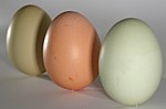 Eieren in verschillende kleuren