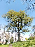 Vorschaubild für Liste der Naturdenkmäler in Frankenberg (Eder)