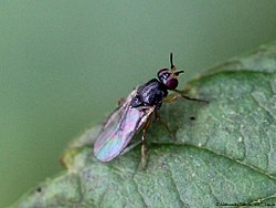 Elachiptera tuberculifera (Vangaži)