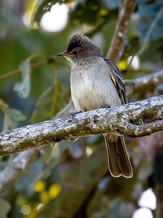 <span class="mw-page-title-main">Brownish elaenia</span> Species of bird