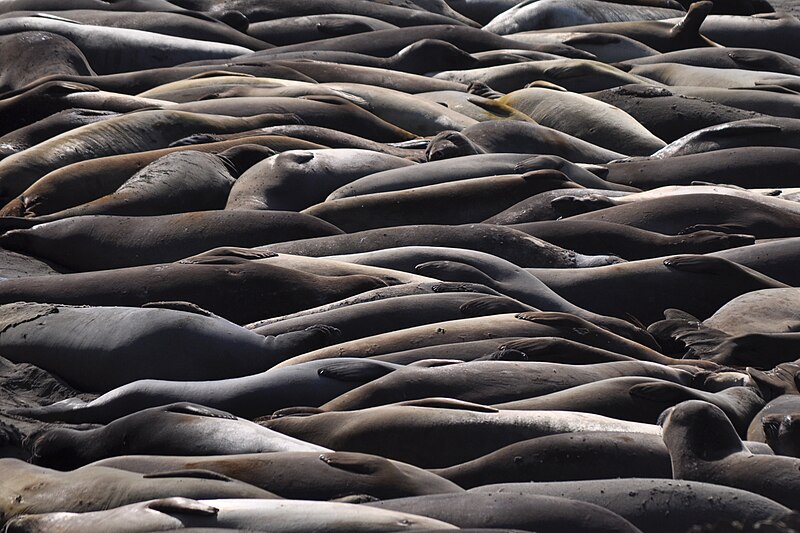 File:Elephant Seals at Piedras Blancas, California.jpg