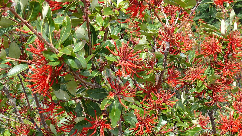 File:Embothrium coccineum 002.jpg