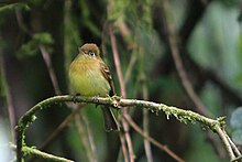 Empidonax flavescens -Коста Рика-8а.jpg