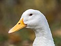 * Nomination Portrait of a white house duck --Ermell 07:37, 3 November 2017 (UTC) * Promotion  Support Good quality.--Famberhorst 07:40, 3 November 2017 (UTC)