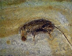 Eomaia, fossil av det eldste kjente morkakedyret