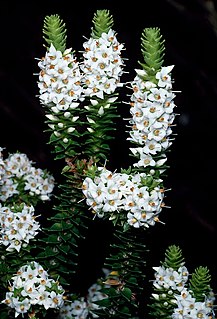 <i>Epacris apiculata</i> Species of flowering plant