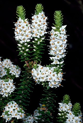 <i>Epacris apiculata</i> Species of flowering plant