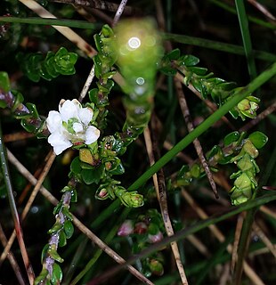 <i>Epacris celata</i> Species of flowering plant