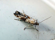 Epermeniya chaerophyllella (14027456811) .jpg