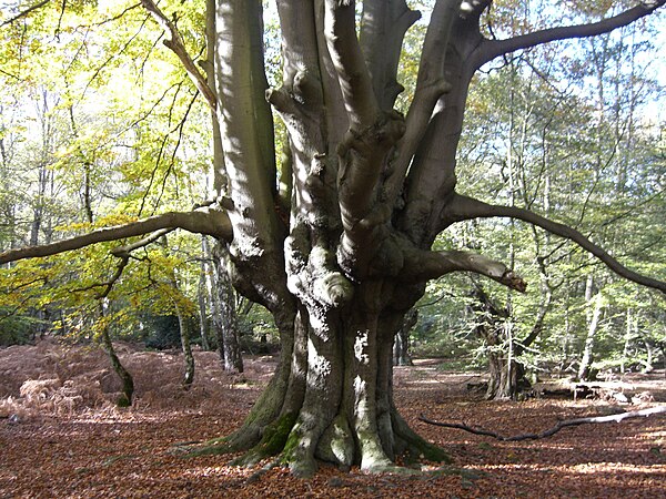 An overgrown Beech pollard, in Epping Forest