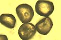 Eranthys hyemalis Pollen 400x.jpg