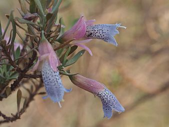 E. platycalyx subsp. pardalota (narrow sepals) Eremophila platycalyx pardalota (leaves and flowers).jpg