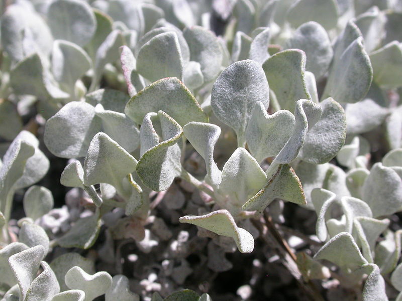 File:Eriogonum ovalifolium depressum (4349969167).jpg