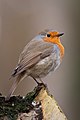 12 Erithacus rubecula -Netherlands-8 uploaded by Snowmanradio, nominated by Trachemys
